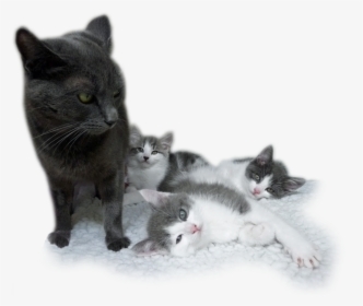 Kitten, HD Png Download, Transparent PNG