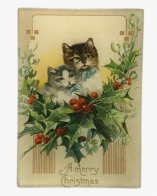 Kitten, HD Png Download, Transparent PNG