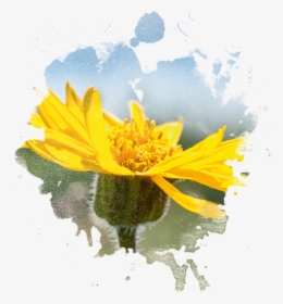 Arnica Flower In Watercolor - Imagenes De Arnica Png, Transparent Png, Transparent PNG