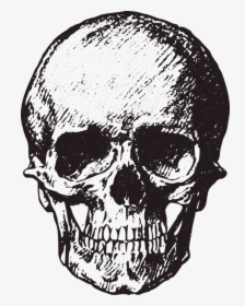 Free Image On - Vintage Skull Png, Transparent Png, Transparent PNG