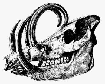 Babirusa Skull Clip Arts - Animal Skull Icon Transparent, HD Png Download, Transparent PNG