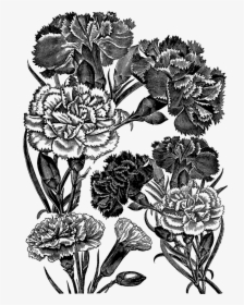 Digital Stamp Design - Floral Illustration Png Transparent Black White, Png Download, Transparent PNG