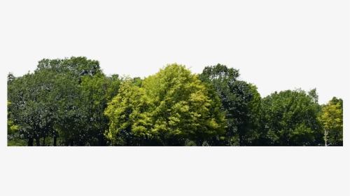 Forest Background Png Download - Forest Tree Background Png, Transparent Png, Transparent PNG