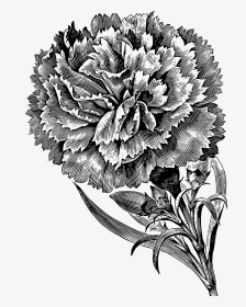 Carnation - Carnation Flower Black And White, HD Png Download, Transparent PNG
