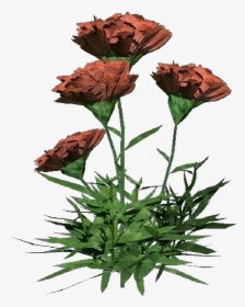 Carnation - Bouquet, HD Png Download, Transparent PNG