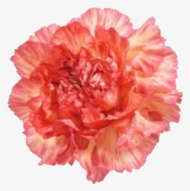 #carnation #flower - Carnation, HD Png Download, Transparent PNG