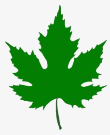Pin Leaf Clipart Sycamore Tre - Green Maple Leaf Png, Transparent Png, Transparent PNG