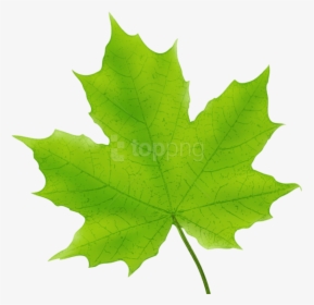 Leaves Clipart Maple - Green Maple Leaf Clipart, HD Png Download, Transparent PNG