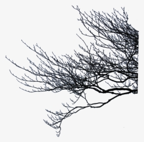 #branch #twig #stick #tree #trees #forest #ftestickers - Tree Branches Transparent Background, HD Png Download, Transparent PNG