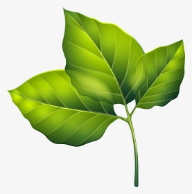 Green Leaves Clip Art, HD Png Download, Transparent PNG