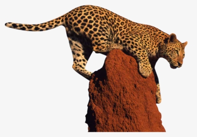 Jaguar - Leopard Png, Transparent Png, Transparent PNG