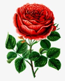 Petal,chrysanths,plant - Rose, HD Png Download, Transparent PNG