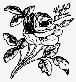 Rose Engraving Etching Flower - Engraving Png, Transparent Png, Transparent PNG