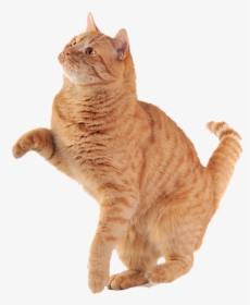 Cat Hand Shake Png - Transparent Background Ginger Cat Png, Png Download, Transparent PNG