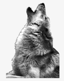 Wolf Howling Photography , Png Download - Howling Wolf, Transparent Png, Transparent PNG