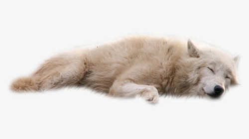 Wolves White Background Transparent Png - White Wolf Laying Down, Png Download, Transparent PNG