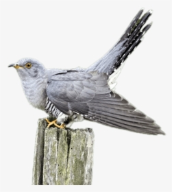 Cuckoo On A Wooden Pole - Cuckoo Png, Transparent Png, Transparent PNG