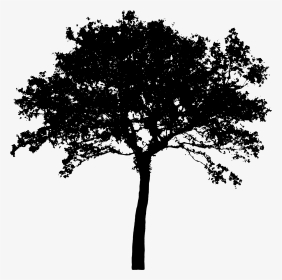 Apple Tree Silhouette - Silhouette Tree Vector Png, Transparent Png, Transparent PNG