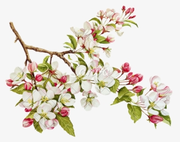 Botanical Watercolor With Spring Apple Tree In Blossom - Apple Tree Botanical Illustration, HD Png Download, Transparent PNG