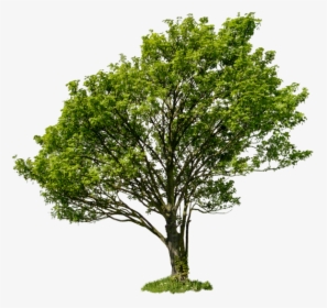 Apple Tree With No Leaves Clip Art Download - High Definition Fall Tree, HD Png Download, Transparent PNG