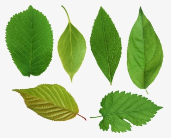 Green Leaves Png Image - Green Leaves, Transparent Png, Transparent PNG