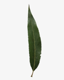 Single Green Leaf Png - Single Mango Leaf Png, Transparent Png, Transparent PNG