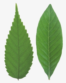 Green Leaf Png - Transparent Background Leaf Texture Png, Png Download, Transparent PNG