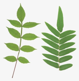 Green Leaf Png - Leaves Stem Png, Transparent Png, Transparent PNG