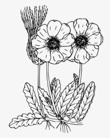 Flower, Plant, Wild, Wildflower - Wild Flower Drawing Transparent, HD Png Download, Transparent PNG