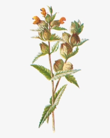 Free Digital Flower Clip Art - Yellow Rattle, HD Png Download, Transparent PNG
