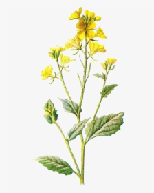 Field Clipart Field Wildflower - Wild Yellow Flower Transparent, HD Png Download, Transparent PNG