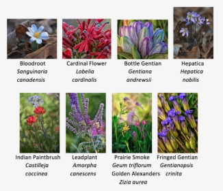 Various Native Wildflowers - Native Iowa Prairie Plants, HD Png Download, Transparent PNG