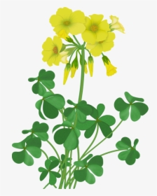 Large-flowered Evening Primrose Clipart , Png Download - Wildflowers Clipart, Transparent Png, Transparent PNG