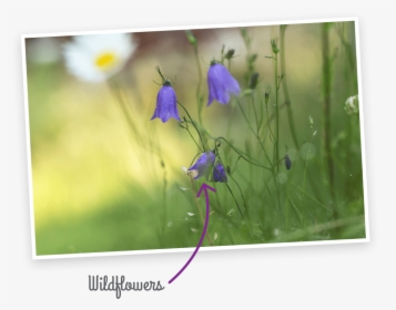 Wildflowers - Harebell, HD Png Download, Transparent PNG