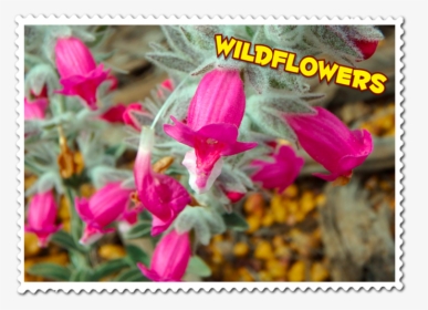 View The Beautiful Wa Wildflowers - Golden Gate Bridge, HD Png Download, Transparent PNG