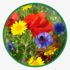Cornfield Wildflower Mix, HD Png Download, Transparent PNG