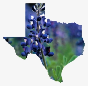 Texas - States That Have Banned Affirmative Action, HD Png Download, Transparent PNG