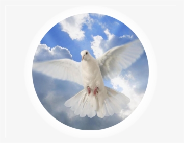 Holy Spirit Dove , Png Download - Brooding Dove, Transparent Png, Transparent PNG