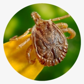 Ticks And Lyme Disease What You Need To Know - Do Ticks In Michigan Carry Lyme Disease, HD Png Download, Transparent PNG