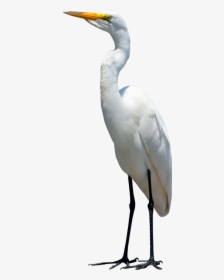 Crane Bird Png - Egret Png, Transparent Png, Transparent PNG