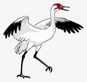 Bird Crane Clipart Transparent Png - Waterfowl, Png Download, Transparent PNG