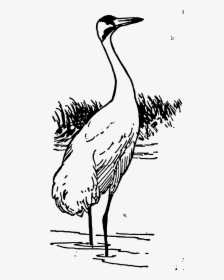 Whooping Crane Clip Arts - Clipart Black And White Crane, HD Png Download, Transparent PNG