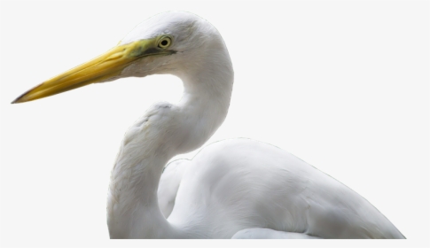Crane, Bird, Bill, White, Yellow, Plumage, Isolated - Great Egret, HD Png Download, Transparent PNG