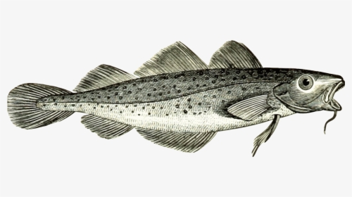 Cod Fish Png, Transparent Png, Transparent PNG