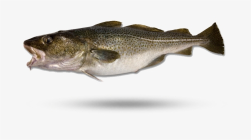 Atlantic Cod - River Fish, HD Png Download, Transparent PNG