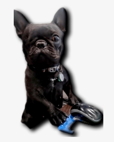 Little Blind Dog, Fat Guy Approved - French Bulldog, HD Png Download, Transparent PNG