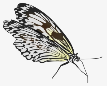 Fold Wings Butterfly, HD Png Download, Transparent PNG