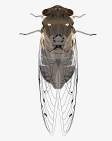 Animals, Bug, Cicada, Insect, Wings - Cicada Clipart, HD Png Download, Transparent PNG