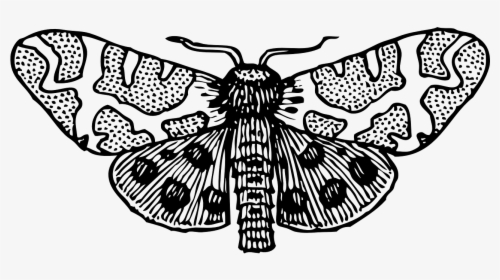 Moth Clipart Black And White, HD Png Download, Transparent PNG