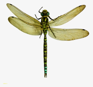 A Dragonfly Wing Pterygota What Is An - Dragonfly Transparent, HD Png Download, Transparent PNG
